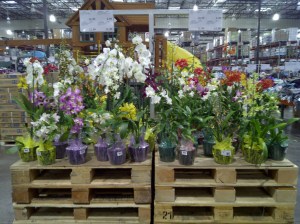 An orchid section at the Kona Costco
