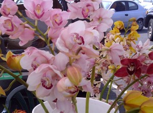 Orchids at the Keauhou Farmers' Market on the Big Island