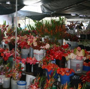 Make your own bouquet of tropical flowers