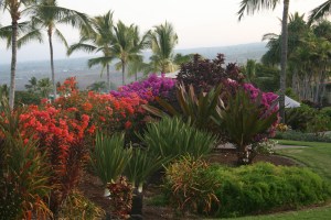 Colorful flowers always seem to be plentiful in Kona