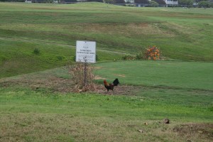 This guy thinks he rules the roost