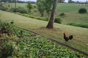 Searching for food with friends in follow