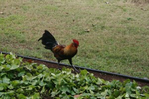Rooster strutting his stuff